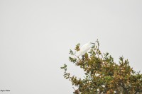 /album/naturailes/egretta-garzetta-3-jpg/